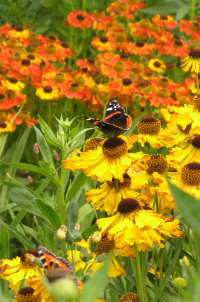 Helenium Fata Morgana with Red Admiral Butterfly (foreground) and Helenium Kupfersprudel (background)